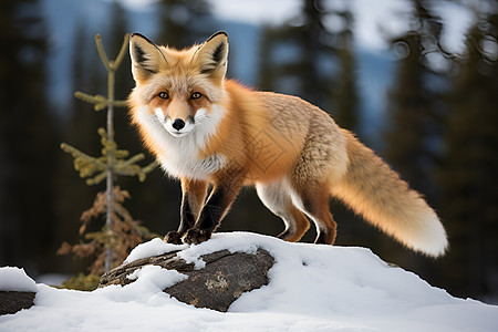 小狐狸站在岩石上图片