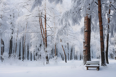 冬日森林中的一把长凳图片
