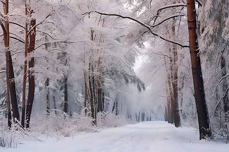 白雪皑皑的森林图片