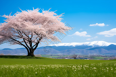 草原上的樱花树图片