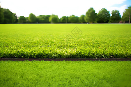 翠绿的草坪图片