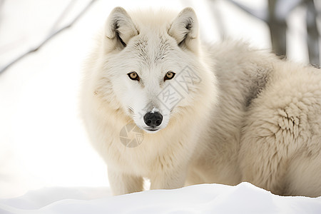 雪地里的雪狐图片