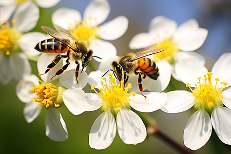 两只蜜蜂在花朵上采蜜图片