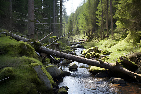 森林里的溪流图片