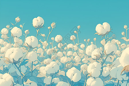 田野上的棉花与蓝天图片