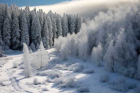 树林里的积雪图片