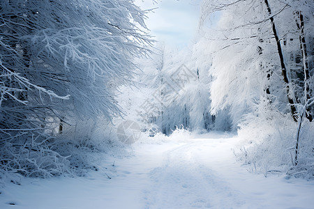 白雪皑皑的山林图片