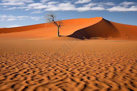 荒漠里的孤树图片