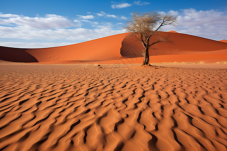 沙漠中的一棵孤独树木图片