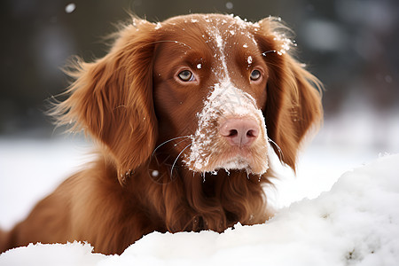 雪中的小狗图片