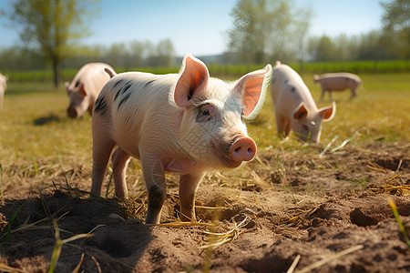 草地上觅食的小猪图片