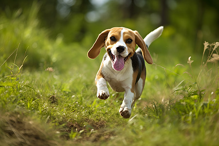 草地上奔跑的猎犬图片