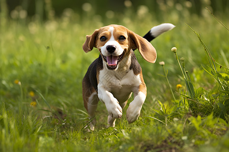 快乐奔跑的小猎犬图片