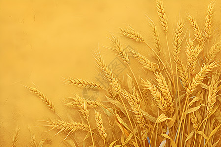金黄的麦子图片