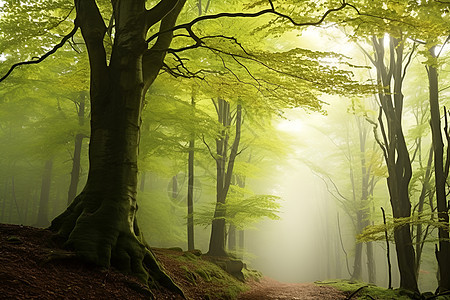 森林的薄雾图片