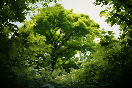 森林茂盛的树木图片