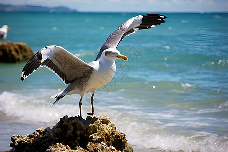 海边的海鸥图片