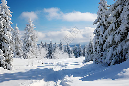 冬日白雪覆盖的树林图片