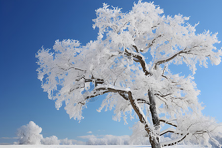 寒冬中一棵孤独的树图片
