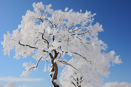 白雪覆盖的大树图片
