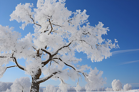 白雪皑皑的冬天图片
