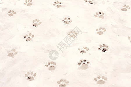 冰雪里的狗狗足迹图片