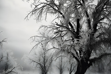 冰冻的一棵树图片