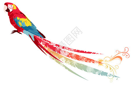 彩色鹦鹉插画图片