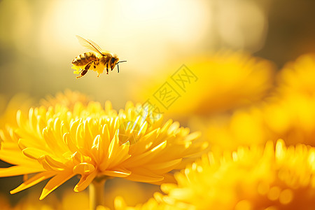 自然界的花朵和蜜蜂图片
