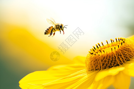 花上飞舞的蜜蜂图片