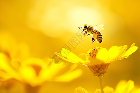夏日花园里翩翩起舞的蜜蜂图片