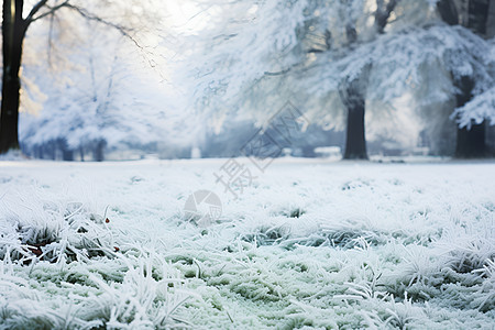 冬日的公园风景图片