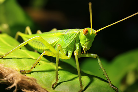 一只可爱的绿色昆虫图片