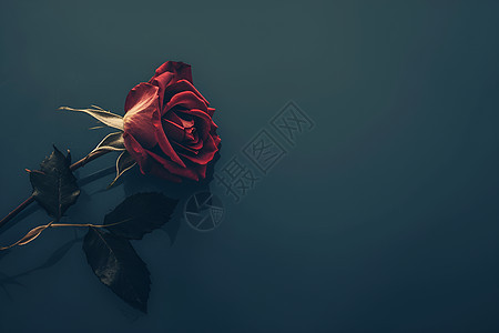红色玫瑰的寂寞图片