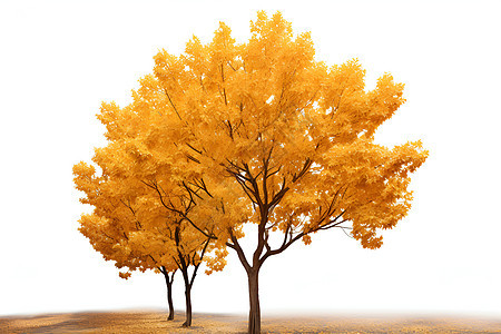 金秋季节下的一颗树图片