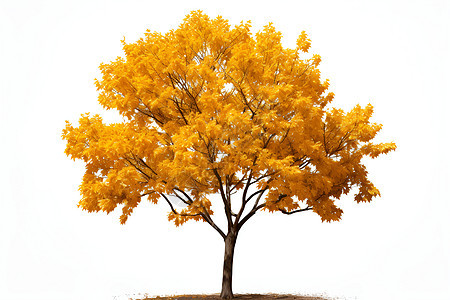 金黄树叶的孤树图片