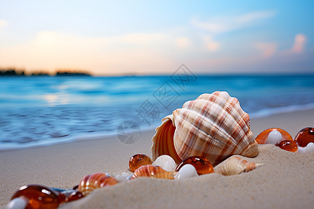 大海和贝壳图片