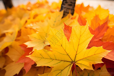 秋季中的一片秋叶堆图片