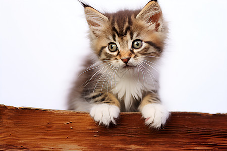 可爱的小猫在木板上图片