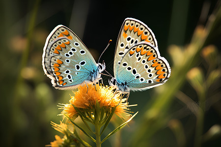两只彩色的蝴蝶图片