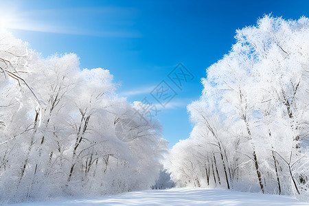 冬日的美丽雾凇风景图片