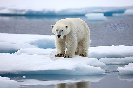 站在冰块上的北极熊图片