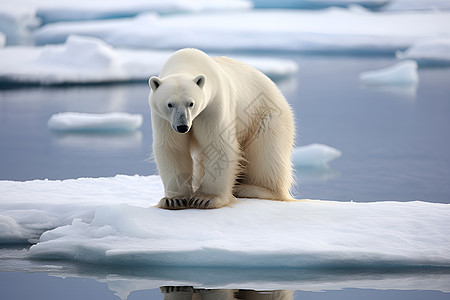 一直白色的北极熊图片