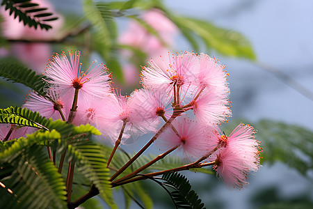 树枝上的一朵粉色花图片