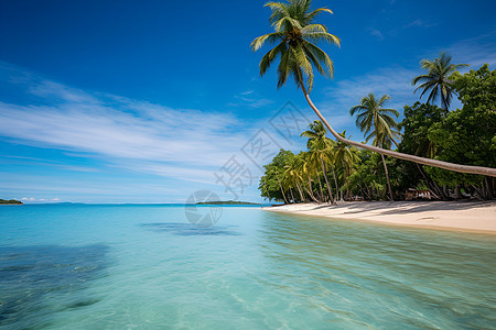 海岸线上一棵棕榈树图片