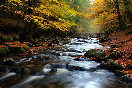 秋日森林中的溪流图片