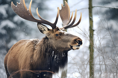 雪地中的巨型麋鹿图片