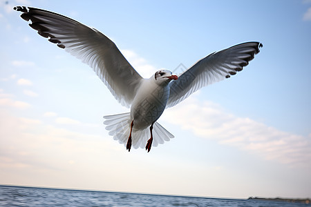 海上飞翔的鸟图片