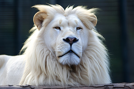 凶猛的白狮子图片