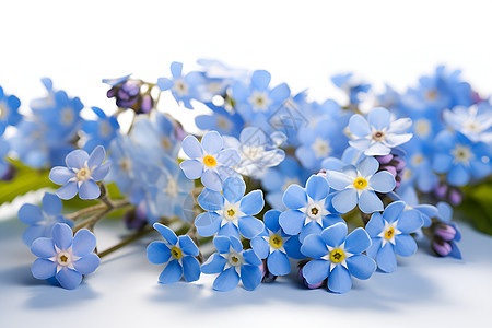 蓝色花朵的温柔开放图片